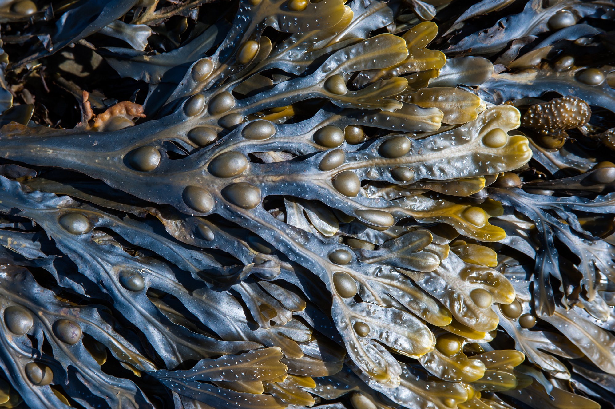 Фукусы морские водоросли