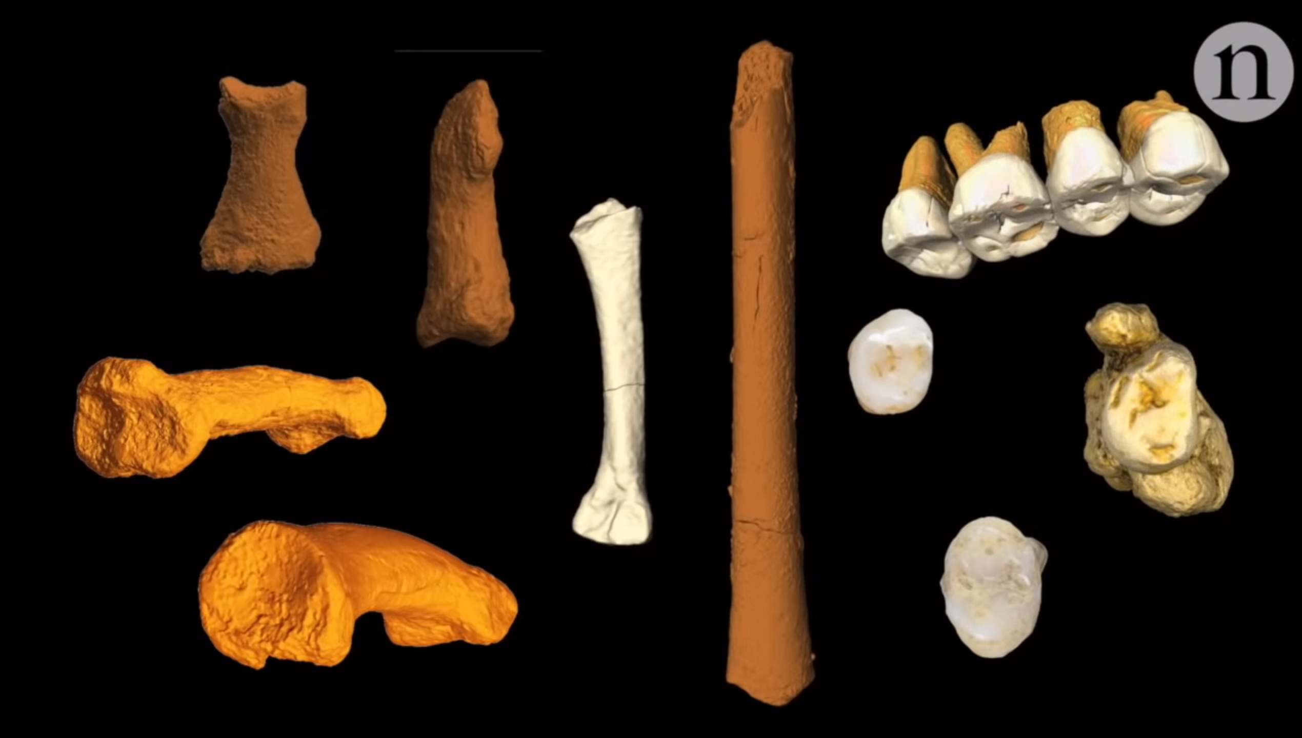 Bones cut. Обломки костей древнего человека. ФРАГМЕНТЫ кости древнего человека.