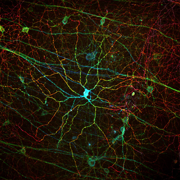 melanopsin_fig1_600.jpg