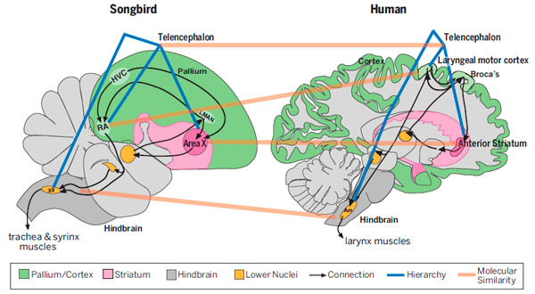 brains_of_humans_and_song_learning_birds_3_600.jpg