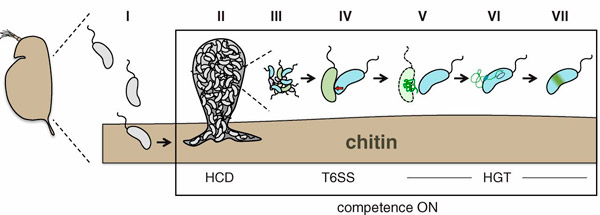 the_t6ss_of_vibrio_cholerae_1_600.jpg