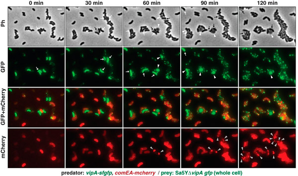 the_t6ss_of_vibrio_cholerae_3_600.jpg