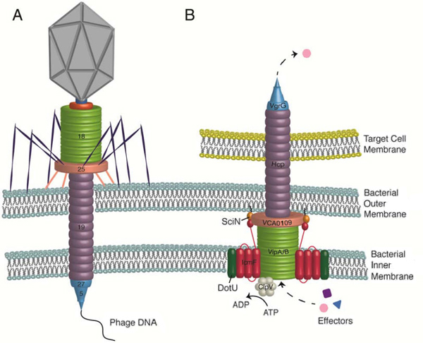 the_t6ss_of_vibrio_cholerae_fig2_600.jpg