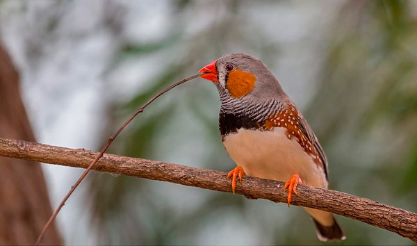 brains_of_humans_and_song_learning_birds_1_600.jpg