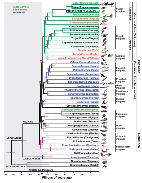 brains_of_humans_and_song_learning_birds_2_600.jpg