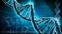 Разработана нейросетевая модель для изучения генома человека Разработана нейросетевая модель для изучения генома человека