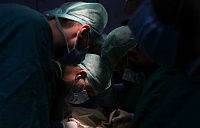 Человеку впервые пересадили две почки трансгенной свиньи Человеку впервые пересадили две почки трансгенной свиньи