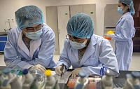 Среди летучих мышей на юге Китая нашли ближайшего родственника SARS-CoV-2 Среди летучих мышей на юге Китая нашли ближайшего родственника SARS-CoV-2