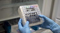 Заражение оспой обезьян может привести к нейрофизиологическим осложнениям Заражение оспой обезьян может привести к нейрофизиологическим осложнениям