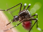 Ученые создали принципиально новую вакцину от вируса Зика Ученые создали принципиально новую вакцину от вируса Зика