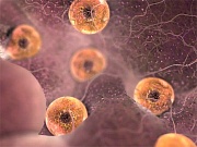 Новые яйцеклетки появляются в течение всей жизни Новые яйцеклетки появляются в течение всей жизни