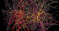 Нейрофизиологи создали реалистичную компьютерную модель нейрона Нейрофизиологи создали реалистичную компьютерную модель нейрона
