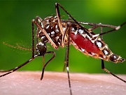 Вирус Зика негативно влияет на мужскую фертильность Вирус Зика негативно влияет на мужскую фертильность