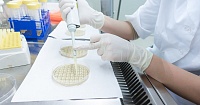 Открыта мутация, которая может сделать вирус Зика более опасным для человека Открыта мутация, которая может сделать вирус Зика более опасным для человека
