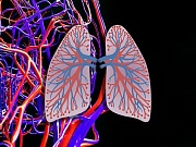 Ученые создали легочный каркас из кровеносных сосудов Ученые создали легочный каркас из кровеносных сосудов