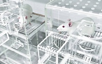Ученые определили нейроны, заставляющие людей и крыс выпивать лишние порции спиртного Ученые определили нейроны, заставляющие людей и крыс выпивать лишние порции спиртного