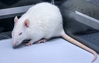Грызуны распространяют опасные для легких человека грибки Грызуны распространяют опасные для легких человека грибки