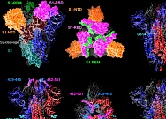 Вакцине предрекли одинаковую эффективность против всех текущих вариантов SARS-CoV-2 Вакцине предрекли одинаковую эффективность против всех текущих вариантов SARS-CoV-2