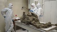 Российские ученые достанут древние вирусы из ископаемых животных Российские ученые достанут древние вирусы из ископаемых животных