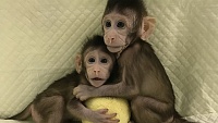Генетики из Китая впервые клонировали обезьяну по методике "овечки Долли" Генетики из Китая впервые клонировали обезьяну по методике "овечки Долли"