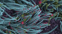 Получены детальные изображения атаки SARS-CoV-2 на легкие Получены детальные изображения атаки SARS-CoV-2 на легкие