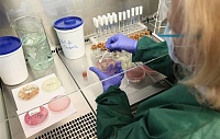 Выявлены бактерии микрофлоры, защищающие сердце от последствий инфаркта Выявлены бактерии микрофлоры, защищающие сердце от последствий инфаркта