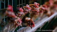 Утиные истории: биолог назвал свою версию появления птичьего гриппа H5N8 в России Утиные истории: биолог назвал свою версию появления птичьего гриппа H5N8 в России
