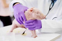 Сердца свиней удалось вылечить без осложнений стволовыми клетками Сердца свиней удалось вылечить без осложнений стволовыми клетками