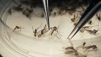 Ученые: поцелуй не приведет к заражению вирусом Зика Ученые: поцелуй не приведет к заражению вирусом Зика