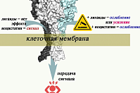 Найдена молекула нервной системы, которая влияет на облегчение боли Найдена молекула нервной системы, которая влияет на облегчение боли