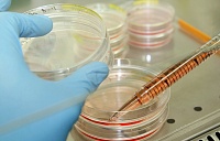 Ученые впервые создали мышечную ткань из клеток кожи Ученые впервые создали мышечную ткань из клеток кожи
