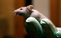Первую детскую вакцину от вируса RSV успешно протестировали на мышах Первую детскую вакцину от вируса RSV успешно протестировали на мышах
