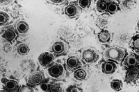 Специалисты успешно испытали генетически модифицированный вирус герпеса для борьбы с раком Специалисты успешно испытали генетически модифицированный вирус герпеса для борьбы с раком